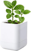 Phoenix Vine 3.5 Inch Wall Mounted Self-Watering Planter Pot for Indoor Houseplants and Herbs | Hanging Planter for Window Sills, Bathroom Walls, Home & Office Décor, White, Set of 1, 01-A-D-1 by Phoenix+Vine