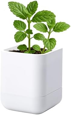 Phoenix Vine 3.5 Inch Wall Mounted Self-Watering Planter Pot for Indoor Houseplants and Herbs | Hanging Planter for Window Sills, Bathroom Walls, Home & Office Décor, White, Set of 1, 01-A-D-1 by Phoenix+Vine