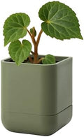 Phoenix Vine 3.5 Inch Wall Mounted Self-Watering Planter Pot for Indoor Houseplants and Herbs | Hanging Planter for Window Sills, Bathroom Walls, Home & Office Décor, Olive, Set of 1, 01-A-F-1 by Phoenix+Vine