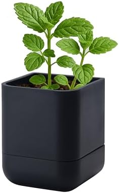 Phoenix Vine 3.5 Inch Wall Mounted Self-Watering Planter Pot for Indoor Houseplants and Herbs | Hanging Planter for Window Sills, Bathroom Walls, Home & Office Décor, Black, Set of 1, 01-A-E-1 by Phoenix+Vine