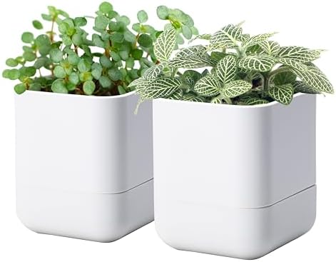 Phoenix Vine 4.5 Inch Wall Mounted Self-Watering Planter Pot for Indoor Houseplants and Herbs | Hanging Planter for Window Sills, Bathroom Walls, Home & Office Décor, White, Set of 2, 01-B-D-2 by Phoenix+Vine