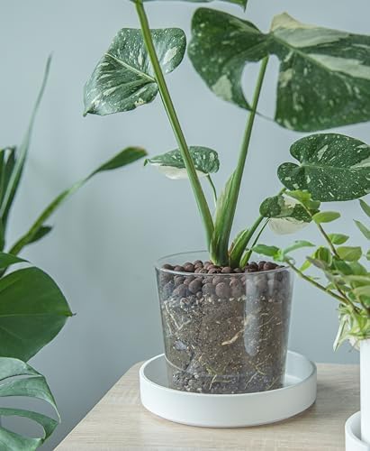 Phoenix Vine 8 Inch Plastic Plant Saucer Water Drip Tray, Heavy Sturdy Round Plant Drainage Tray for Indoors Outdoor, Matte White, 21-TY-8W-1 - Image 3