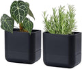 Phoenix Vine 6.5 Inch Wall Mounted Self-Watering Planter Pot for Indoor Houseplants and Herbs | Hanging Planter for Window Sills, Bathroom Walls, Home & Office Décor, Black, Set of 2, 01-C-E-2 by Phoenix+Vine