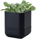 Phoenix Vine 4.5 Inch Wall Mounted Self-Watering Planter Pot for Indoor Houseplants and Herbs | Hanging Planter for Window Sills, Bathroom Walls, Home & Office Décor, Black, Set of 1, 01-B-E-1 by Phoenix+Vine