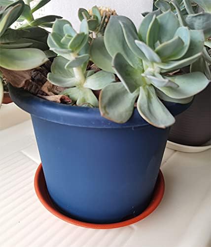 6 Pack 9 inch Plant Saucer Pot Trays, Heavy Durable Thicker Plastic Saucers Plant Trays for Indoor/Outdoor Plants, Fit Pots Within 6.9” Bottom Diameter,Terracotta - Image 4
