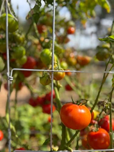 Happy Trees Large Heavy Duty Folding Tomato Cages, 3-Pack, Made in USA - Image 6