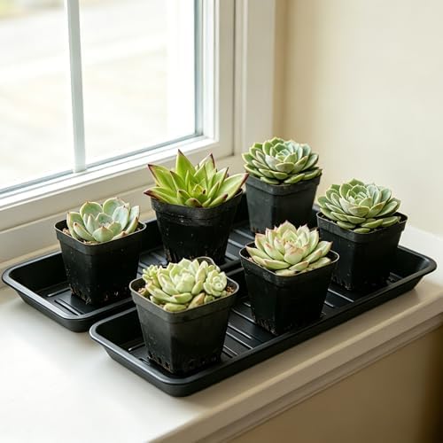 6 Pack Plastic Plant Trays Rectangular 14 Inch, Indoor Outdoor Plant Saucers with Drip Protection, Windowsill Planter Tray, 7 x 14.5 Inches, Black - Image 5