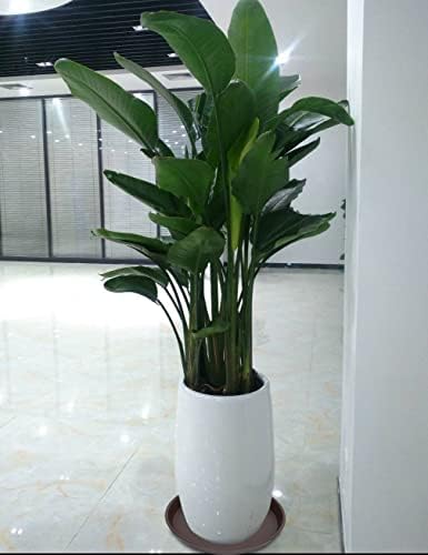 2 Pack of 16 17 inch Plant Saucer (15 inch Base), 2.3" Depth, Plant Trays for Pots, Plastic Plant Saucers for Indoors, Flower Pot Drip Trays for Planter (17", Dark Brown) - Image 7