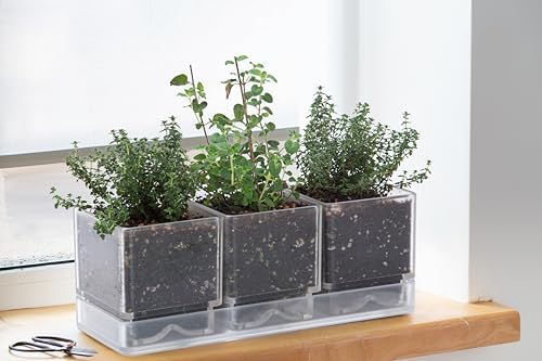 D'vine Dev Acrylic Herb Garden Planter Set, Clear, 76-V-D-1 - Image 2