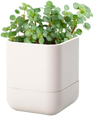 Phoenix Vine 4.5 Inch Wall Mounted Self-Watering Planter Pot for Indoor Houseplants and Herbs | Hanging Planter for Window Sills, Bathroom Walls, Home & Office Décor, Oatmeal, Set of 1, 01-B-G-1 by Phoenix+Vine