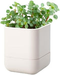 Phoenix Vine 4.5 Inch Wall Mounted Self-Watering Planter Pot for Indoor Houseplants and Herbs | Hanging Planter for Window Sills, Bathroom Walls, Home & Office Décor, Oatmeal, Set of 1, 01-B-G-1 by Phoenix+Vine