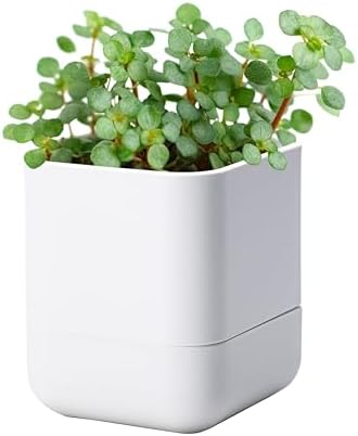 Phoenix Vine 4.5 Inch Wall Mounted Self-Watering Planter Pot for Indoor Houseplants and Herbs | Hanging Planter for Window Sills, Bathroom Walls, Home & Office Décor, White, Set of 1, 01-B-D-1 by Phoenix+Vine