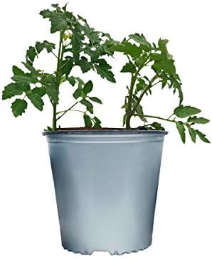 Viagrow VHPP200-12S VHPP Nursery Pots, 2 Gallon, Silver - Image 5