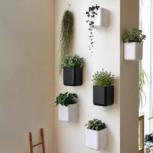 Phoenix Vine 4.5 Inch Wall Mounted Self-Watering Planter Pot for Indoor Houseplants and Herbs | Hanging Planter for Window Sills, Bathroom Walls, Home & Office Décor, White, Set of 1, 01-B-D-1 - Image 7