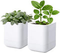 Phoenix Vine 3.5 Inch Wall Mounted Self-Watering Planter Pot for Indoor Houseplants and Herbs | Hanging Planter for Window Sills, Bathroom Walls, Home & Office Décor, White, Set of 2, 01-A-D-2 by Phoenix+Vine