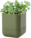 Phoenix Vine 4.5 Inch Wall Mounted Self-Watering Planter Pot for Indoor Houseplants and Herbs | Hanging Planter for Window Sills, Bathroom Walls, Home & Office Décor, Olive, Set of 1, 01-B-F-1 by Phoenix+Vine