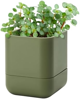 Phoenix Vine 4.5 Inch Wall Mounted Self-Watering Planter Pot for Indoor Houseplants and Herbs | Hanging Planter for Window Sills, Bathroom Walls, Home & Office Décor, Olive, Set of 1, 01-B-F-1 by Phoenix+Vine