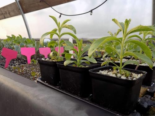 1/2 Gallon Square Nursery Pots 48PCS Black Thick Durable Plastic Flower Pots with Drainage Holes, Reusable Seedling propogation Starter Pots for Indoor Plants, Transplanting, Succulents - Image 6
