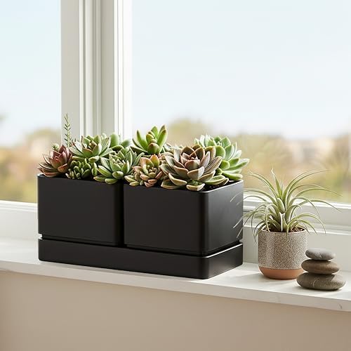 D'vine Dev Herb Garden Planter Set with Saucer, Black, 76-Q-B-1 - Image 5