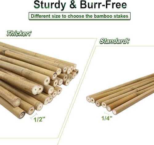 Jollybower 5/8" D 6 Feet Bamboo Stakes 50 Pack, Thicker Heavy-Duty Plant Stakes, Natural Garden Stakes for Bean, Tomato, Bean, Flowers,Trees Potted and Climbing Plant Support - Image 5