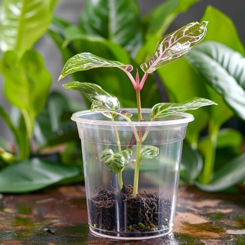 FUIJOL 50 Pack 3/4/5/6/7 Inch Clear Nursery Pots with Drainage Holes - Image 7