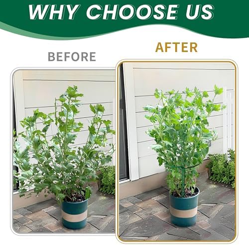 TCBWFY 10 Pack Garden Plant Support Stakes,10" Widex16 High Heavy Duty Interlinked Half Round Peony Support Ring Cage for Indoor Outdoor Plants,Plant Supports for Peony,Tomato,Hydrangea,Rose - Image 4