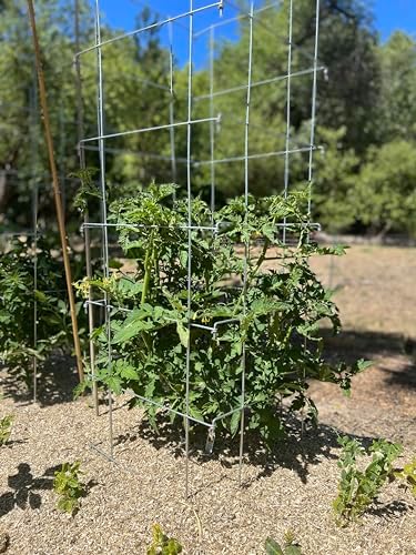 Happy Trees Large Heavy Duty Folding Tomato Cages, 3-Pack, Made in USA - Image 7