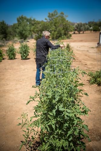 6-Pack 15" Planting Rings – Smart Water-Saving Tomato & Vegetable Support System, Anchors Tomato Cages, Prevents Tipping, Deep-Root Irrigation Basin (2-Gallon), – Tomato Cages Not Included. - Image 6