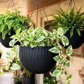 LaLaGreen Indoor Hanging Planters (11in, 4 Pack) Self-Watering Flower Pots by L%C3%A1L%C3%A1Green