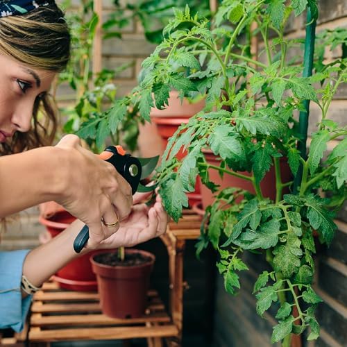 30'' Plant Stakes 30PCS, Steel 2.5ft Supports for Climbing Plants & Tomatoes - Image 6