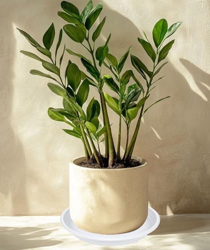 6 Pack of 8 inch Plant Saucer, Large Plant Tray, Heavy Sturdy Plant Drainage Tray for Indoors, Bird Bath Bowls, Sturdy Plastic Pot Tray for Planter (White) - Image 3
