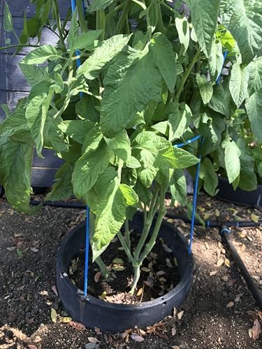 6-Pack 15" Planting Rings – Smart Water-Saving Tomato & Vegetable Support System, Anchors Tomato Cages, Prevents Tipping, Deep-Root Irrigation Basin (2-Gallon), – Tomato Cages Not Included. - Image 5