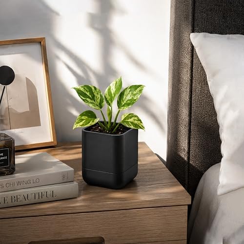 Phoenix Vine 3.5 Inch Wall Mounted Self-Watering Planter Pot for Indoor Houseplants and Herbs | Hanging Planter for Window Sills, Bathroom Walls, Home & Office Décor, Black, Set of 3, 01-A-E-3 - Image 7