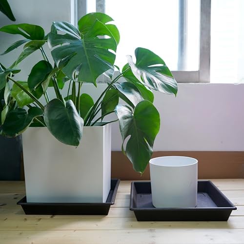 NIMYAU Square Plant Saucer 10 Inch 5 Pack, Plant Stand Flower Pot No Holes, Plant Trays for Pots Heavy Duty Plastic Plant Saucers for Indoors Outdoors Plant Lover Gardening Gifts - Image 4