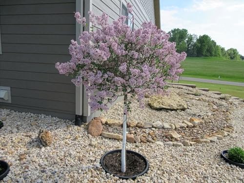 6-Pack 24-inch Tree Planting Rings – Deep Root Watering Basin & Edging. - Image 6