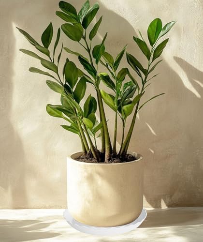 6 Pack Plant Saucer 5 inch, Heavy Duty Plastic Plant Saucers, Durable Plant Tray for Pots, Flower Saucers for Indoors, Plant Pot Saucers, Trays for Planter (White) - Image 4