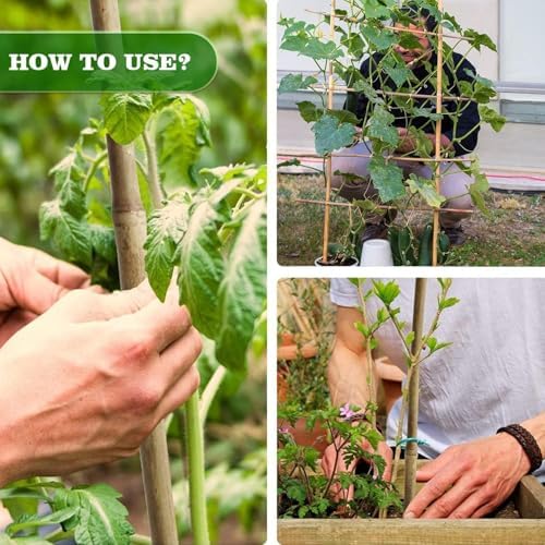 Jollybower 3/10" D 2 Feet Bamboo Stakes 50 Pack, Thicker Heavy-Duty Plant Stakes, Natural Garden Stakes for Bean, Tomato, Bean, Flowers,Trees Potted and Climbing Plant Support - Image 6