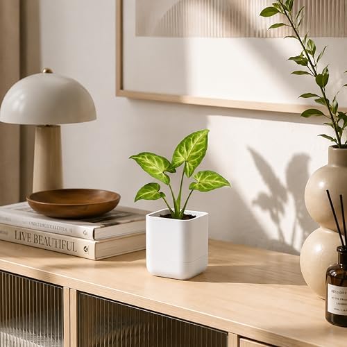 Phoenix Vine 3.5 Inch Wall Mounted Self-Watering Planter Pot for Indoor Houseplants and Herbs | Hanging Planter for Window Sills, Bathroom Walls, Home & Office Décor, White, Set of 1, 01-A-D-1 - Image 7