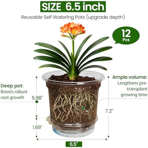 MIXC 12 Pack 6.5 Inch Self Watering Pots for Indoor Plants-Clear Plastic - Image 4