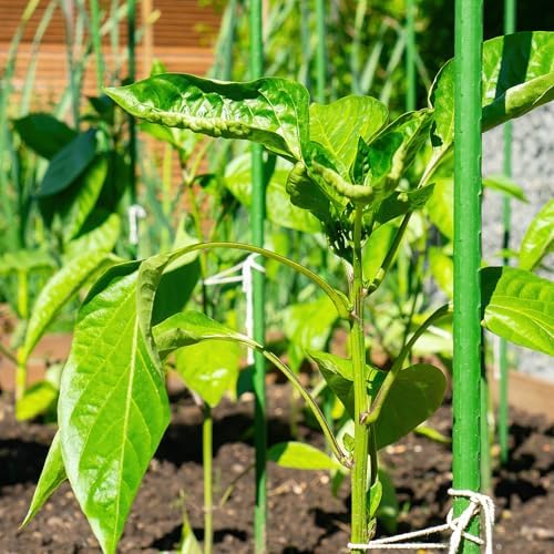 30'' Plant Stakes 30PCS, Steel 2.5ft Supports for Climbing Plants & Tomatoes - Image 5