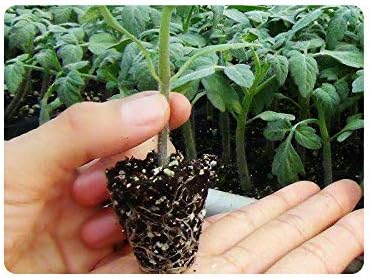 RooTrimmer 10 Pack 200 Cell Seed Starter Trays- Thick Durable Plastic Nursery Flats with Drainage Holes for Seedlings, Propagation, Seed Germination, Fits Shallow 1020 Trays - Image 6