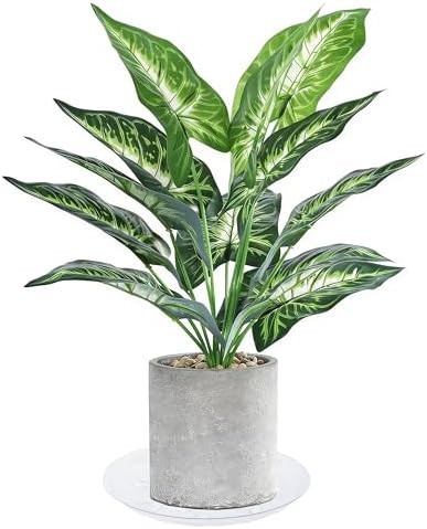 5 Pack 8 inch Heavy Duty Clear Plastic Plant Saucer Sturdy Pot Tray Plant Trays Drip Trays for pots,Plate Water Catcher,Flower Pot Saucer Water Drainage Tray Floor Protector(8") - Image 5