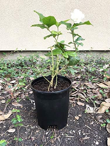 10 Pack Plastic Black Plant Pots Nursery Gardening Planters 4 in to 7.5 Inch Small Medium Plants 0.25 0.35 0.5 1 1.5 Gallon for Indoor and Outdoor Plants - Image 5