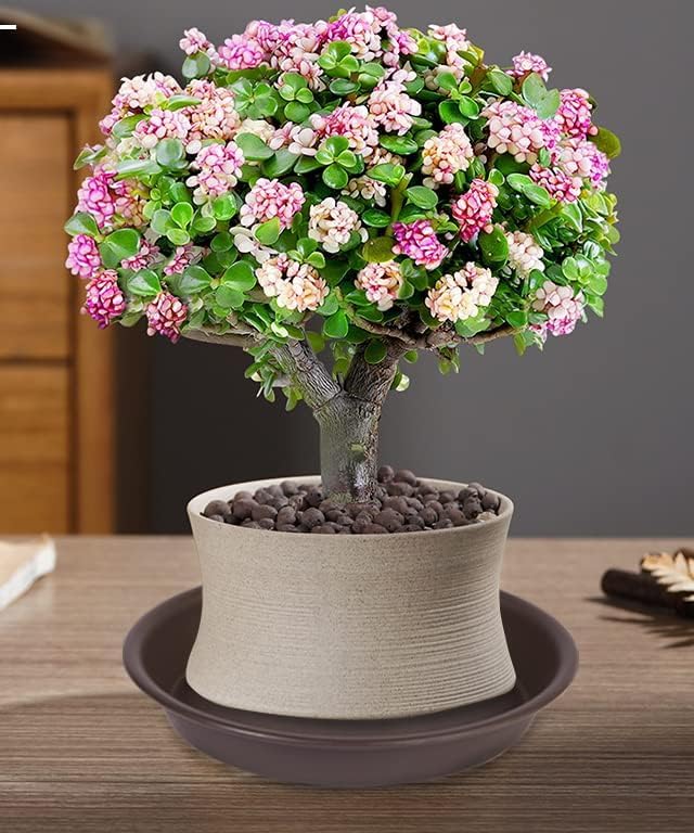 6 Pack of 8 inch Plant Saucer Dark Brown, Plastic Plant Water Tray 8 inch Round, Flower Plant Saucers for Indoors, Dlant Dishes Saucer for Planter 7"/8" (8", Dark Brown) - Image 5