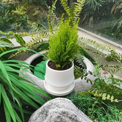Ceramic Plant Saucer 5 Inch, 2 Pack Round Plant Saucers for Indoors/Outdoors, Flower Pot Saucers for Holding Water Drips and Soil, Ceramic Drainage Tray for Plant Pot(Frosted White) - Image 4