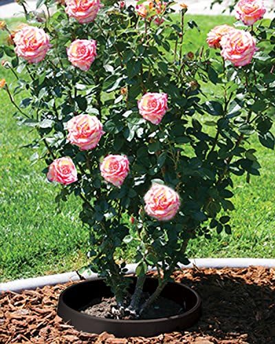 6-Pack 20-inch Rose & Shrub Planting Rings – Deep Watering Basin & Edging. - Image 7