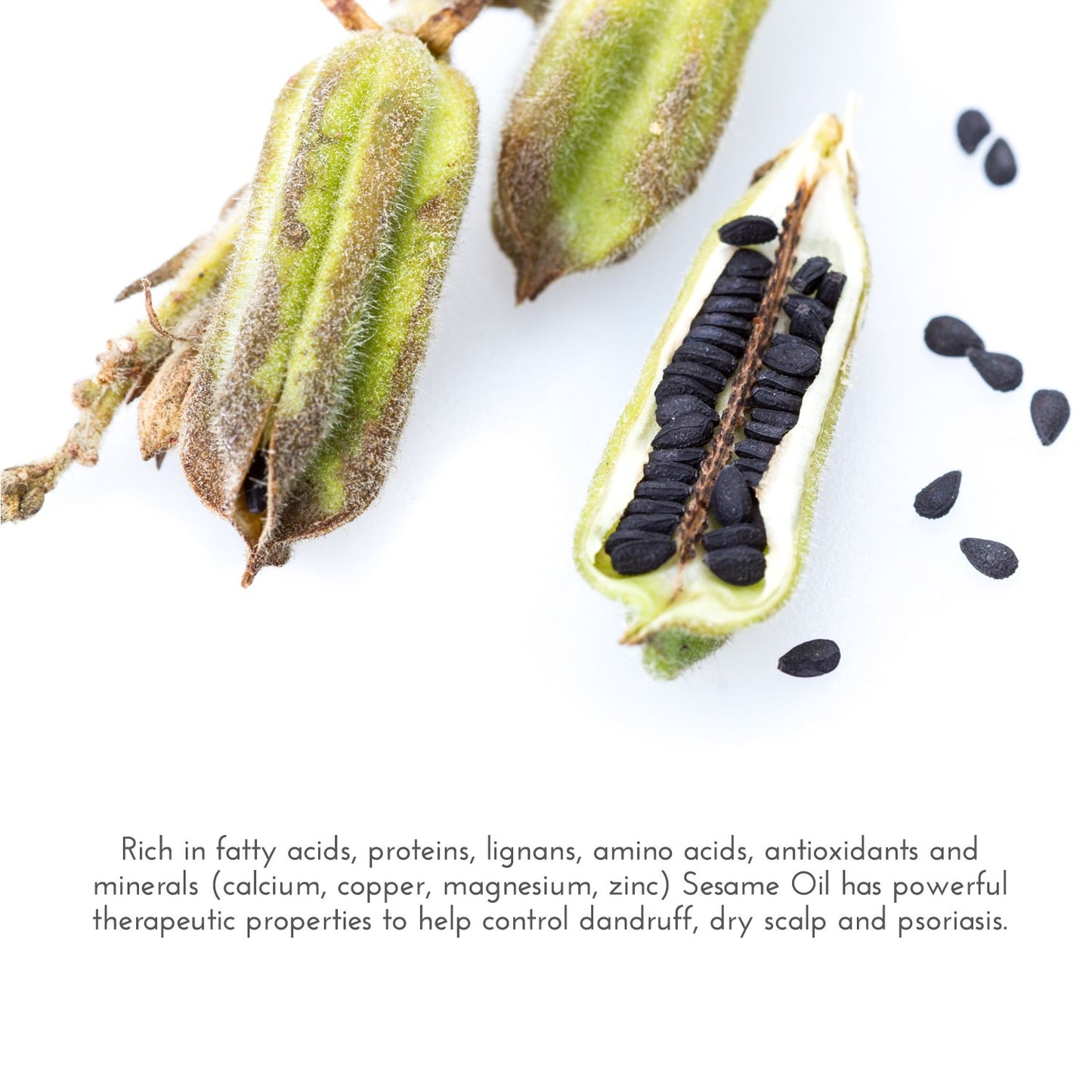 Silk Velvet Organic Hair Loss Prevention Shampoo – 17.5 oz – Rosemary, Lavender & Rice Protein Botanical Clean Formula – Made in California